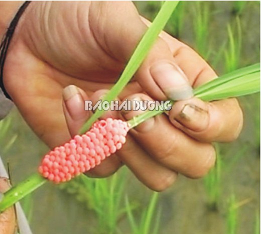 Cách diệt ốc bươu vàng